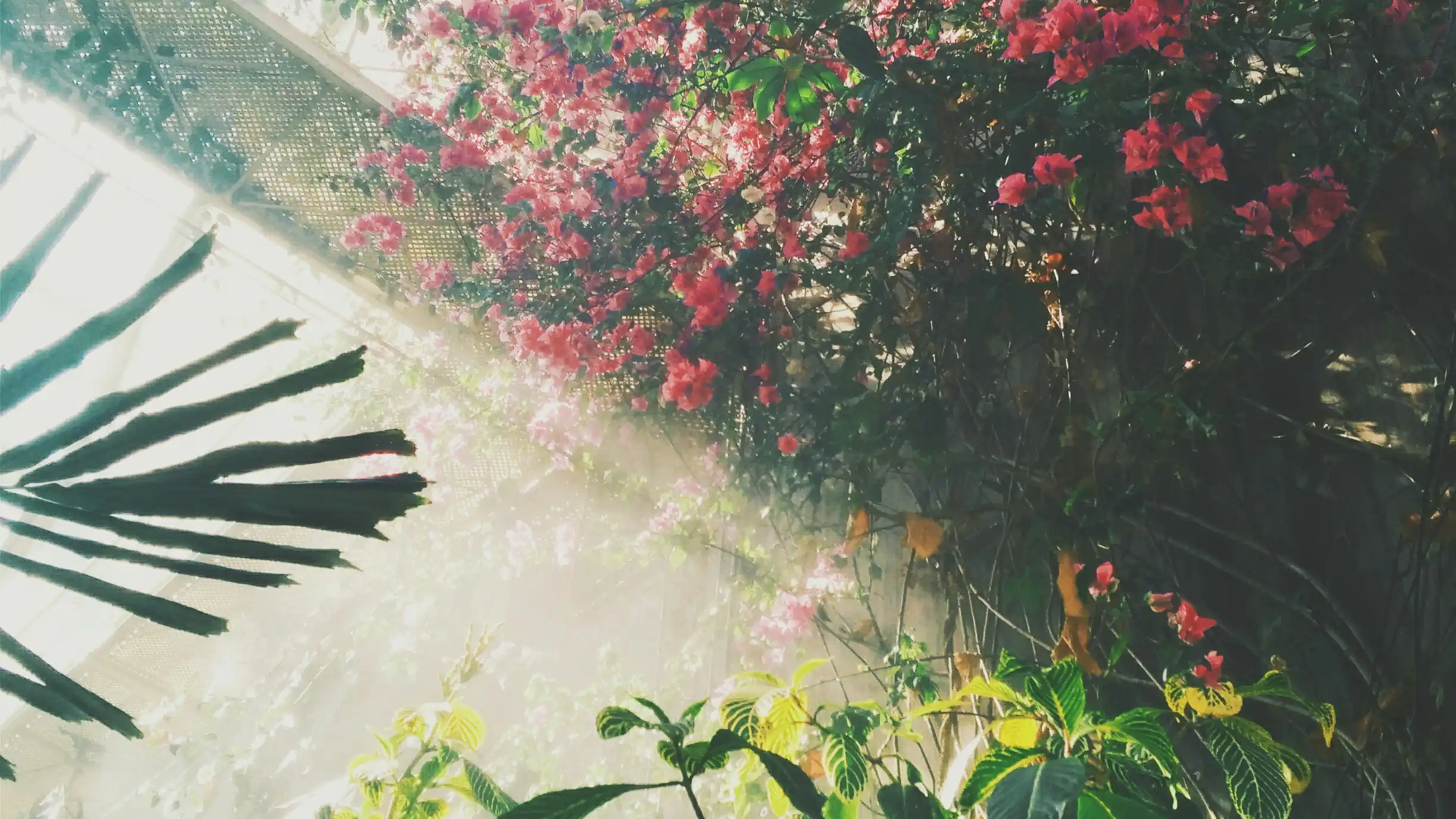 Genesis Featured Image