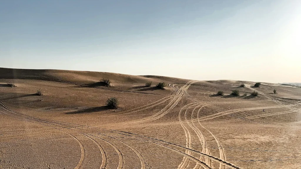 Path in the wilderness